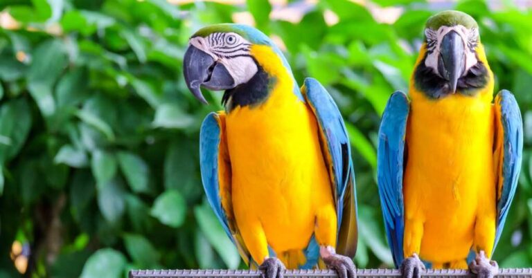 Cursing Birds in England Give Zoo Goers More Than They Bargained For 