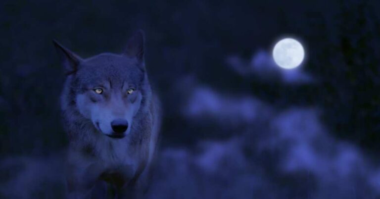 Man Who Muzzled Wolf and Paraded it Around Gets Payback